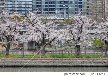 Cherry blossom 104244241