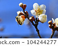A bee 104244277