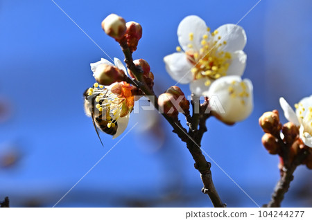 A bee A bee 104244277