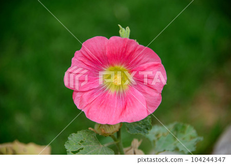 Red pink hollyhocks growing in a garden Red pink hollyhocks growing in a garden 104244347