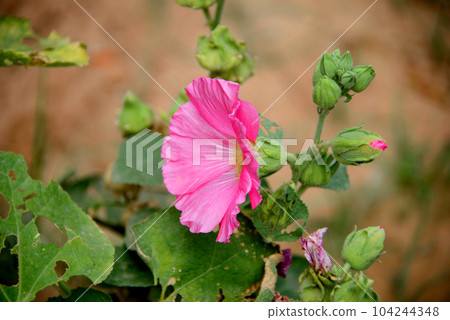 Red pink hollyhocks growing in a garden 104244348