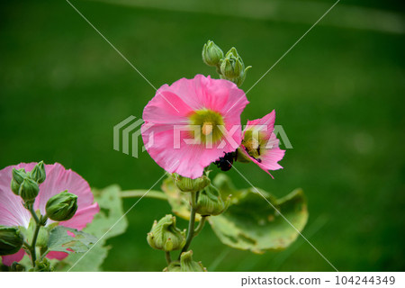 Red pink hollyhocks growing in a garden 104244349