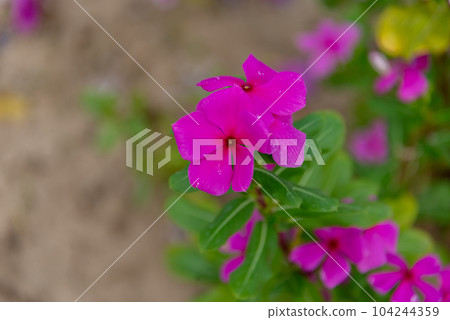 The Madagascar periwinkle is a tropical flower known for its vibrant colors and medicinal properties. The Madagascar periwinkle is a tropical flower known for its vibrant colors and medicinal properties. 104244359