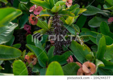 A beautiful Euphorbia Milii flower blooms in the garden. 104244377