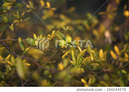 Lemon trees with bunches of ripe yellow lemons Lemon trees with bunches of ripe yellow lemons 104244578