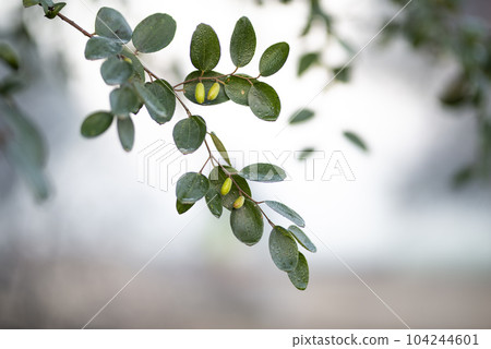 Green jujube fruits on a tree on a blur background. 104244601