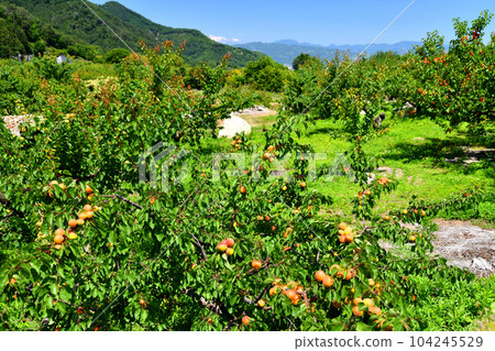 Apricot fields in the Mori district of Chikuma City (Chikuma City, Nagano Prefecture) [June 2023] 104245529