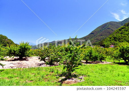 築曲市森地區的杏田（長野縣築曲市）[2023年6月] 104245597