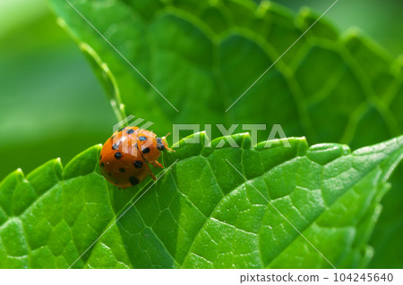 Ladybug perched on a hydrangea leaf 104245640
