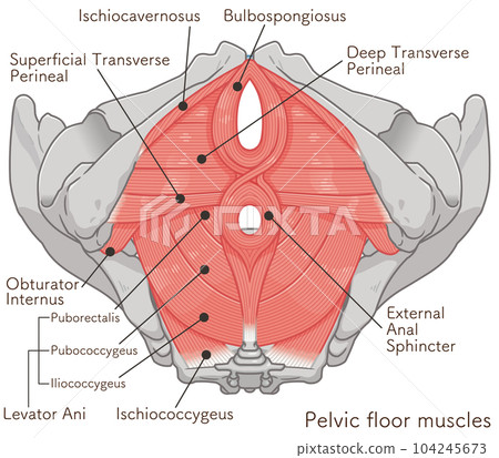 pelvic floor muscles, pelvic floor muscles, pelvis, muscles, illustration 104245673