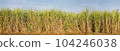 Sugarcane fields and sugarcane saplings growing. Panorama 104246038
