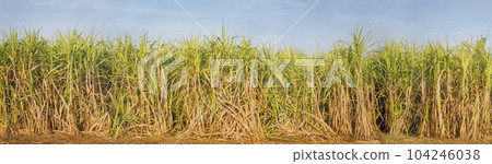 Sugarcane fields and sugarcane saplings growing. Panorama Sugarcane fields and sugarcane saplings growing. Panorama 104246038