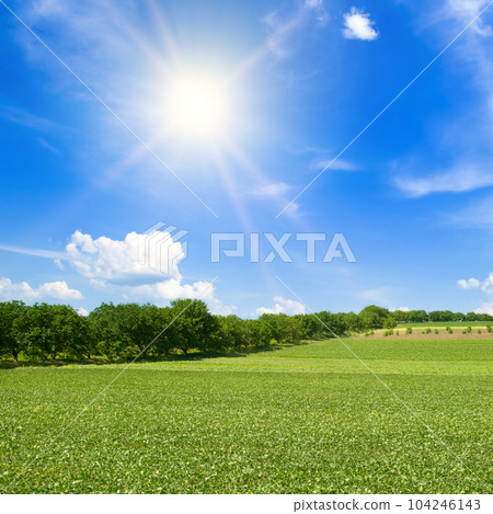 Green field of soybeans and sun on the blue sky. 104246143