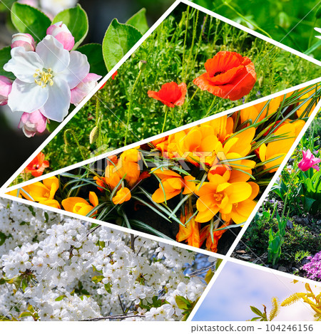 Photos of spring garden flowers. Collage 104246156