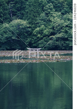 滋賀縣甲賀市弁天池的下沉鳥居 104246839