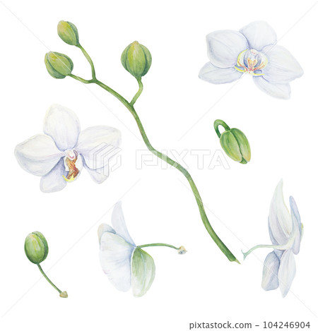 Set of white orchid flower elements. Delicate realistic botanical watercolor hand drawn illustration. Clipart for wedding invitations, decor, textiles, gifts, packaging and floristry. Set of white orchid flower elements. Delicate realistic botanical watercolor hand drawn illustration. Clipart for wedding invitations, decor, textiles, gifts, packaging and floristry. 104246904