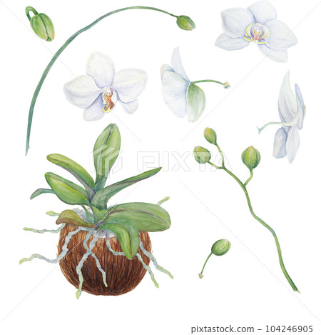 Set of white orchid flowers in coconut. Delicate realistic botanical watercolor hand drawn illustration. Clipart for wedding invitations, decor, textiles, gifts, packaging and floristry. 104246905
