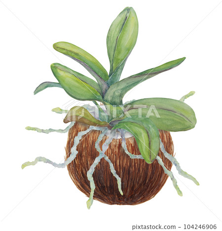Green orchid leave in coconut. Delicate realistic botanical watercolor hand drawn illustration. Clipart for wedding invitations, decor, textiles, gifts, packaging and floristry. Green orchid leave in coconut. Delicate realistic botanical watercolor hand drawn illustration. Clipart for wedding invitations, decor, textiles, gifts, packaging and floristry. 104246906