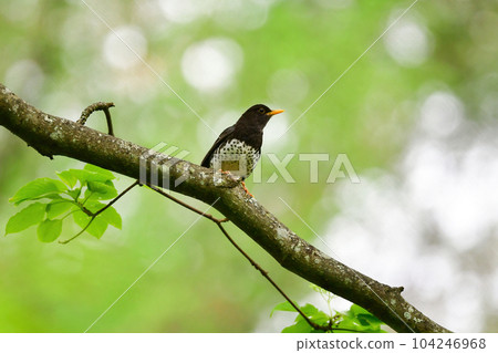 黑鶇是一種夏季候鳥,初夏時節可以在輕井澤和蓼科高原上發現 黑鶇是一種夏季候鳥,初夏時節可以在輕井澤和蓼科高原上發現 104246968