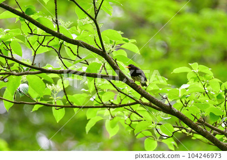 Black thrush, a summer migratory bird that can be found on the highlands of Karuizawa and Tateshina in early summer 104246973