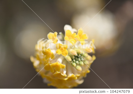 Mitumata flowers Mitumata flowers 104247079