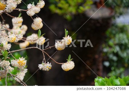 Mitumata flowers Mitumata flowers 104247086