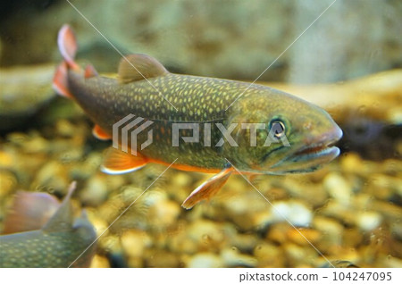 Nikko char fish Nikko rock fish Nikko rock hole fish Nikko char fish Nikko rock fish Nikko rock hole fish 104247095