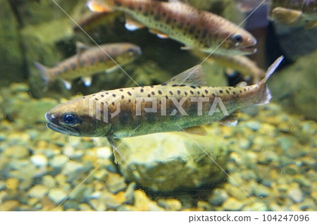 Yamame Yamame 魚 Yamame Sakuramasu 魚 Permark 斑駁圖案 Yamame Yamame 魚 Yamame Sakuramasu 魚 Permark 斑駁圖案 104247096