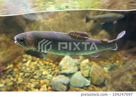 Rainbow trout, rainbow trout, fishing, fishing pond, fish Rainbow trout, rainbow trout, fishing, fishing pond, fish 104247097