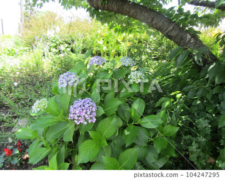 Hydrangea under the cherry tree in full bloom Hydrangea under the cherry tree in full bloom 104247295