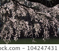 Drooping cherry tree 104247431