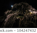 Moon and cherry tree 104247432