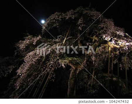 Moon and cherry tree 104247432