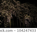 Cherry blossoms at night 104247433