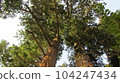 Okinasugi Sugi 104247434