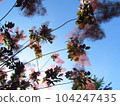 Smoke tree 104247435