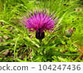 Thistle 104247436