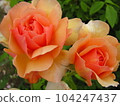 June rose 104247437
