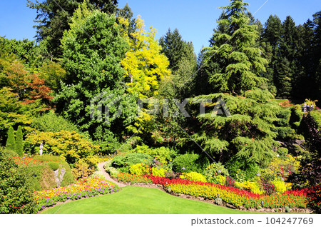 加拿大布查特花園美麗的夏日花園下沉花園 104247769