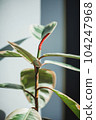 Red bud of ficus tineke in focus with blurred background 104247968