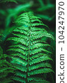 Emerald green fern leaf in dark forest 104247970