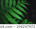 Emerald green fern leaf in dark forest 104247972