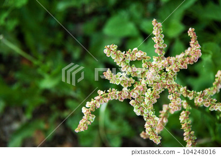 sorrel up sorrel up 104248016