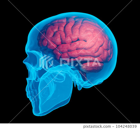 x-ray human skull show red brain anatony x-ray human skull show red brain anatony 104248039