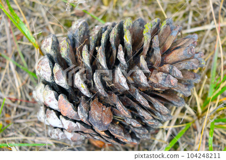 A large pine cone in the grass in the forest. 104248211