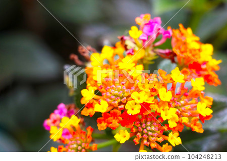 Bright blooming flowers in the park in spring. Bright blooming flowers in the park in spring. 104248213