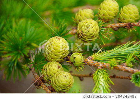 落葉松 綠色 松果 104248492