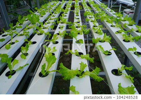Lettuce or Lactuca sativa planted in the hydroponic system. 104248528