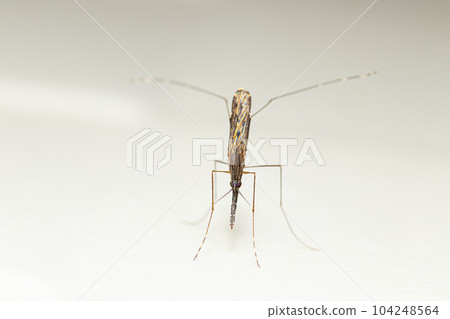 Anopheles spp. Mosquito (malaria vector) Anopheles spp. Mosquito (malaria vector) 104248564