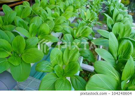 Bok Choy or Chinese Cabbage planted with Hydroponic system in Muntilan, Magelang, Indonesia. 104248604